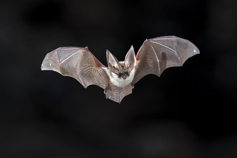 Das Bildungszentrum für Umwelt- und Klimaschutz lädt am Dienstag, 22. September, von 19 bis 21 Uhr zu einem spannenden Abend rund um die Fledermaus ein.
